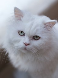白色波斯猫图片下载
