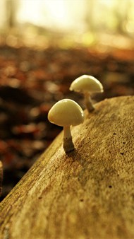 瓷木耳菌类蘑菇图片大全