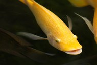 黄色淡水观赏鱼图片