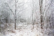 唯美冬季雪树银花风景图片下载