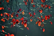秋天夜晚红树叶高清图片