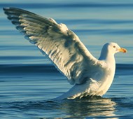 白色海鸥海平面捕鱼高清图片