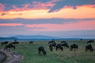 非洲野生动物保护区动物群精美图片
