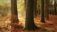 秋天森林落叶树木高清图片
