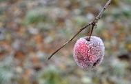 冬天霜冻的苹果精美图片