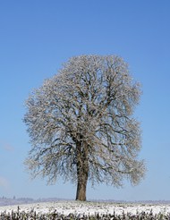冬季旷野雪树银花图片大全