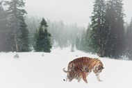 冬季雪地老虎妈妈和小老虎图片下载