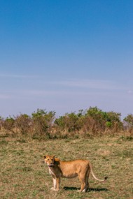 非洲野生母狮子高清图片