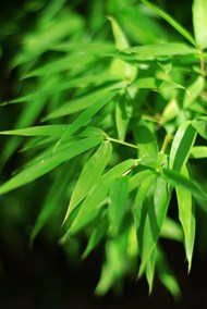 绿色小清新竹叶写真高清图片