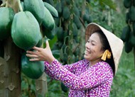 农村妇女摘木瓜精美图片