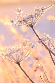 冬日草甸花非主流写真高清图片