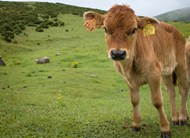 阿斯图里亚斯奶牛高清图片
