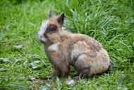 农场草地灰色兔子图片下载