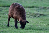 牧场草地黑山羊高清图片