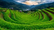 绿色水稻梯田风景高清图片