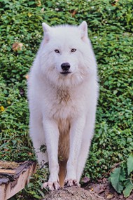 白色北极狼精美图片