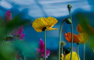 黄色野生罂粟花图片