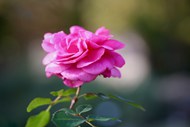 粉红玫瑰花开高清图片