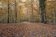 秋天树林满地金黄高清图片