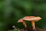野生层状蘑菇图片下载