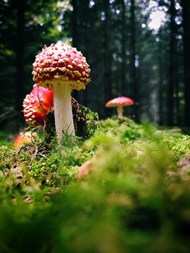 深山野林红色毒蘑菇图片下载
