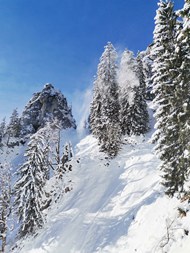 冬季雪地雪松风景精美图片
