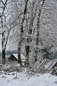 冬季树木房屋雾凇风景图片大全