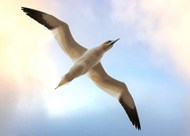 高空展翅飞翔的海鸥高清图片