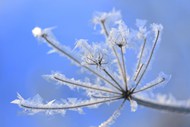 冬天结霜的植物图片大全
