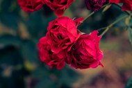 红色小灌木玫瑰花图片