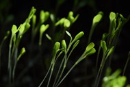 绿色发芽植物精美图片