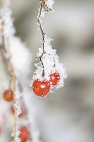 冬天红色浆果结霜花图片大全