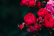红色玫瑰花蕾精美图片