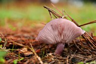 秋天森林地面野蘑菇高清图片