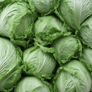绿色健康有机卷心菜精美图片