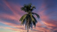 夏日黄昏棕榈树精美图片