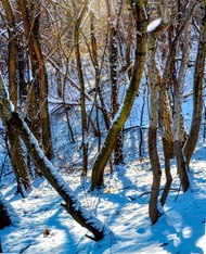 冬季雪地树木写真精美图片