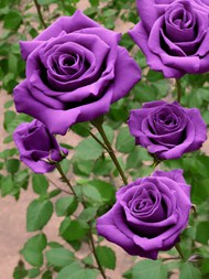 紫色玫瑰花植物高清图片