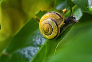 绿叶上爬行的小蜗牛高清图片