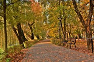 秋天公园树林小路风景高清图片