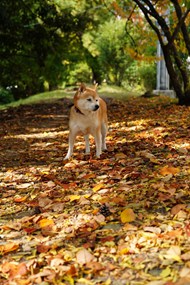 秋天树林日本柴犬图片下载