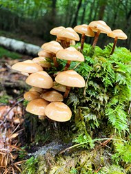 树林野生蕨类植物蘑菇群精美图片