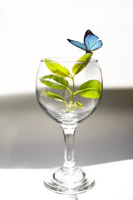 蝴蝶小树苗玻璃杯图片大全