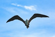 野生海鸥展翅翱翔图片下载