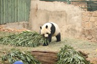 动物园可爱大熊猫写真图片下载