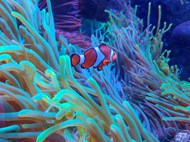 水族馆珊瑚海葵小丑鱼图片下载