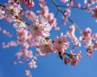 蔚蓝天空粉色樱花微距特写写真图片