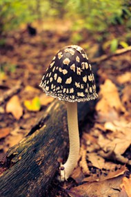 野生斑点菌类蘑菇高清图片