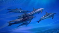 蓝色深海一群海豚图片