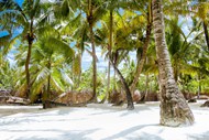 加勒比海棕榈树高清图片